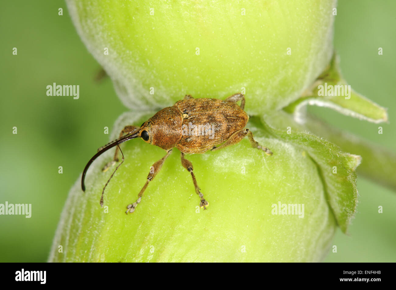 Hazel Weevil - Curculio nucum Stockfoto