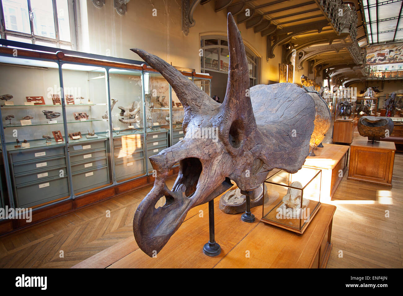 Triceratops Totenkopf - Galeries vermutlich Comparée et de heute Galerie Paläontologie, Natural History Museum, Paris Stockfoto