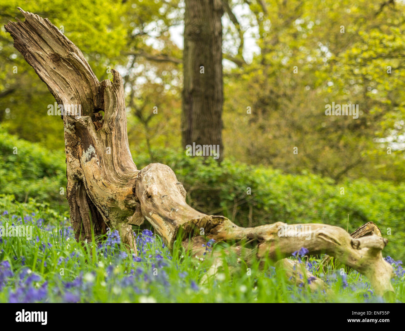 Englischen Landhaus Wildlife - Wren (Troglodytidae) thront auf hölzernen stumpf Stockfoto
