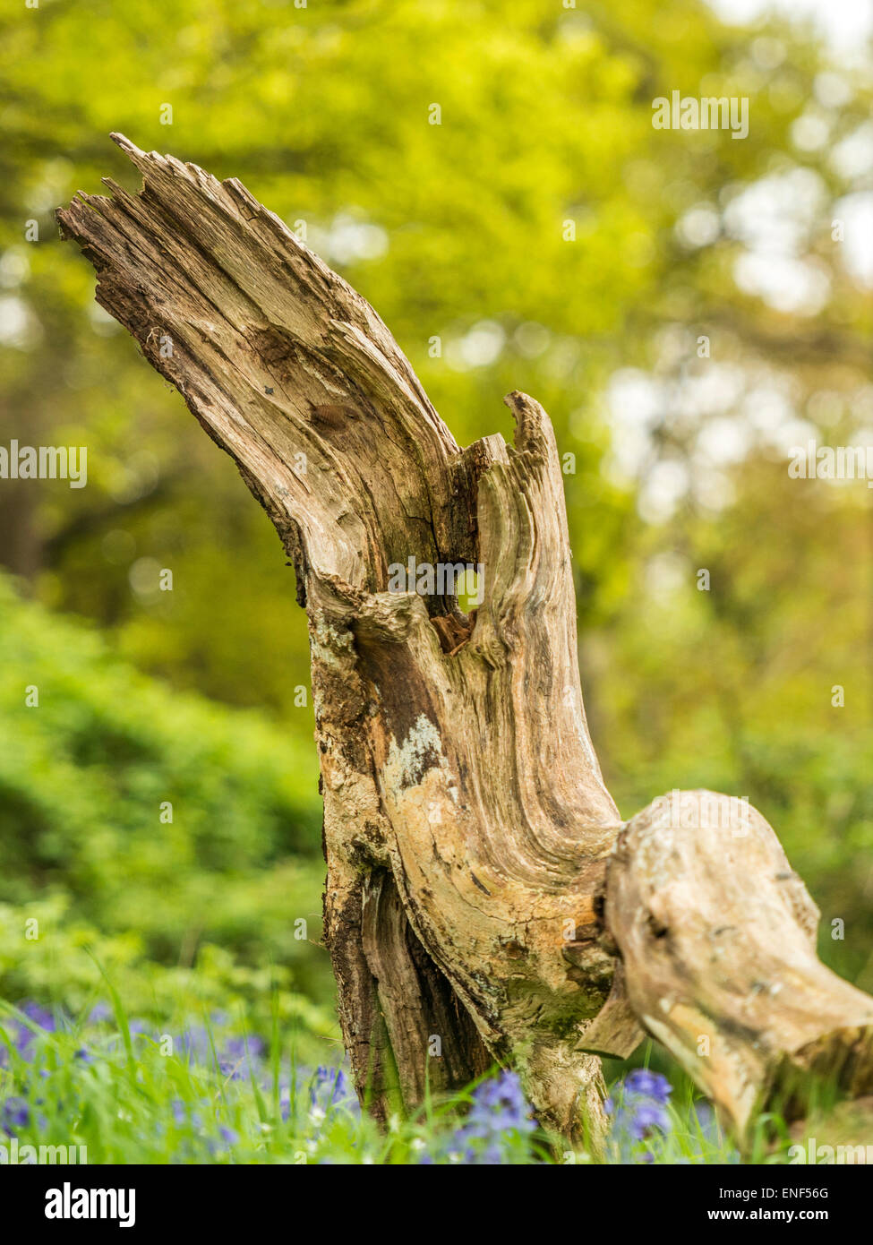 Englischen Landhaus Wildlife - Wren (Troglodytidae) thront auf hölzernen stumpf Stockfoto