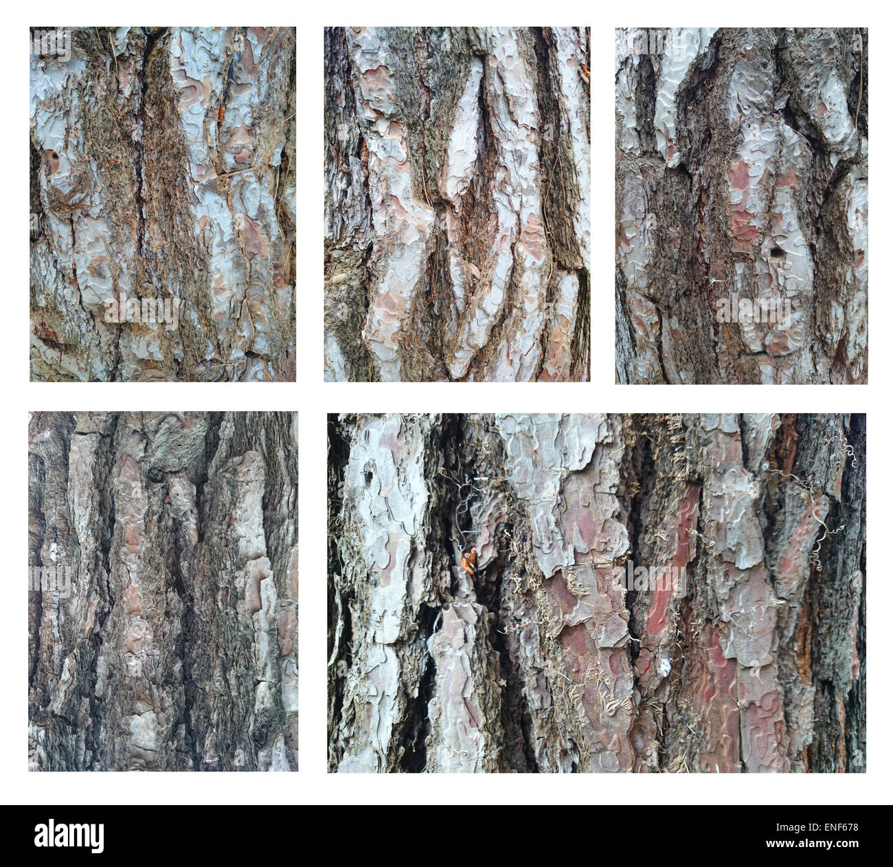 Satz von Stamm Holz Hintergrundfoto Stockfoto