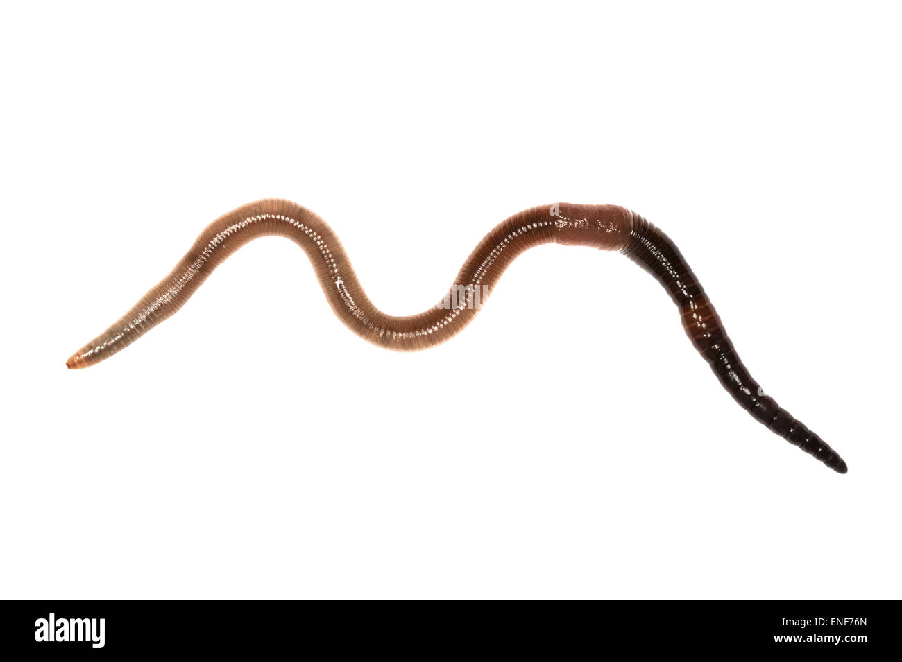 Black-headed Wurm - Aporrectodea longa Stockfoto