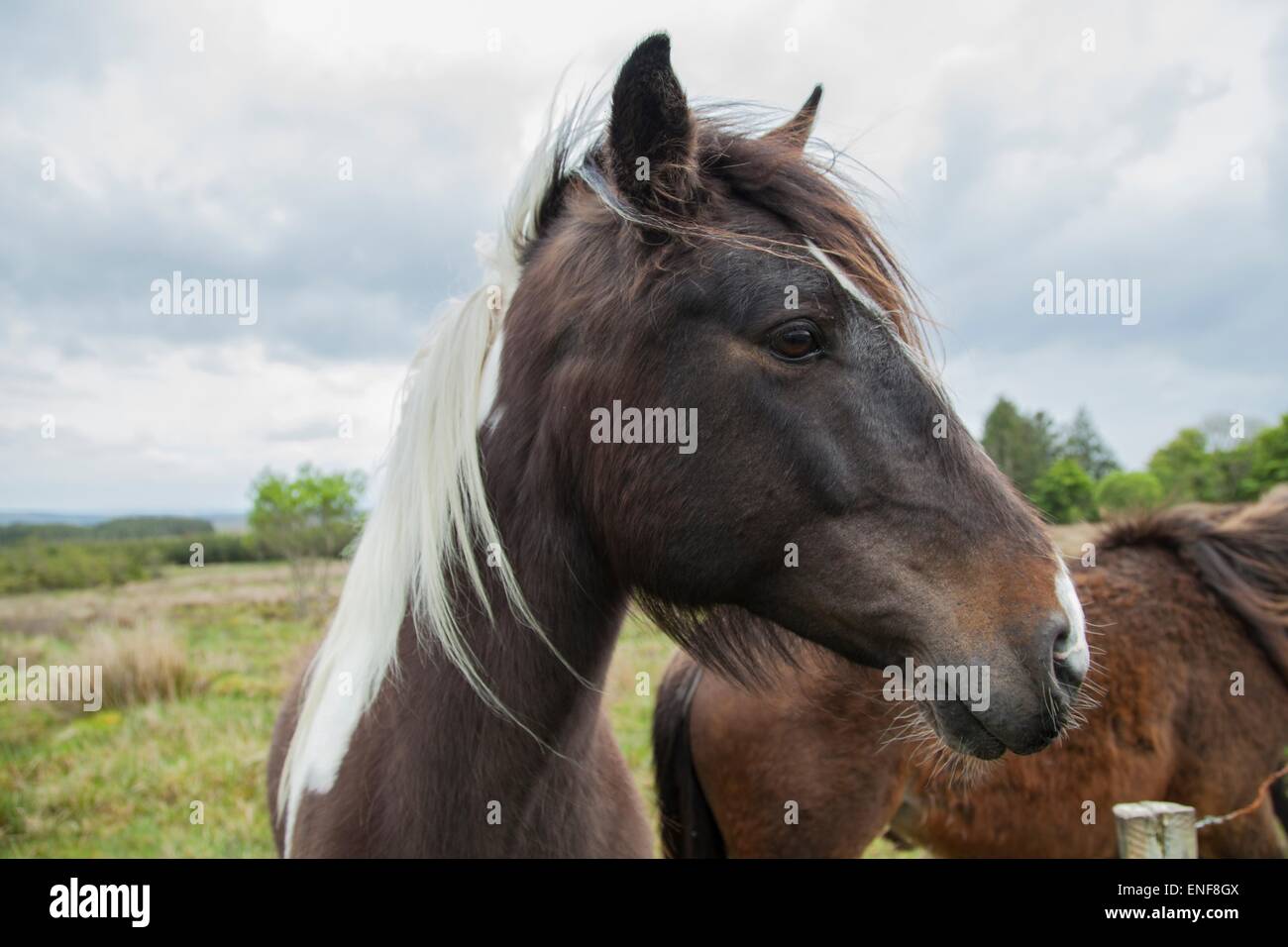 Braune Pferd in einem Feld Stockfoto