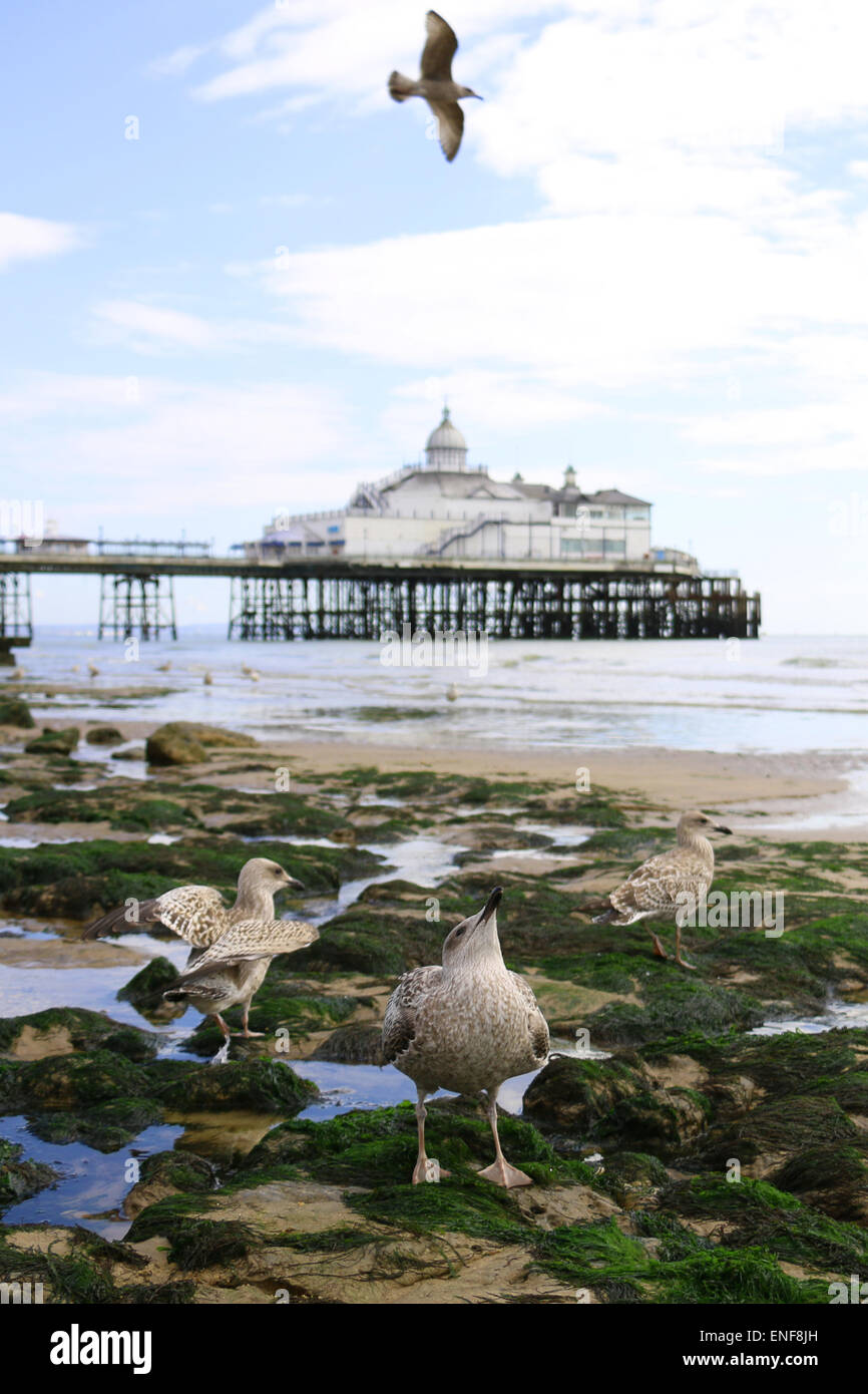 Eastbourne Pier Stockfoto