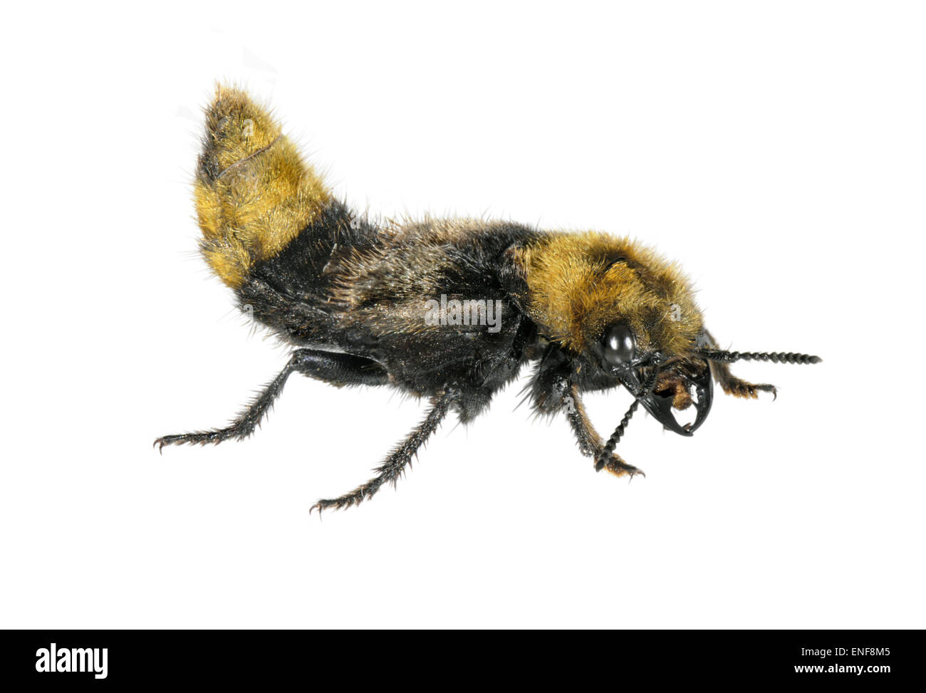 Magd des Kent - Emus Arealseinbußen Stockfoto