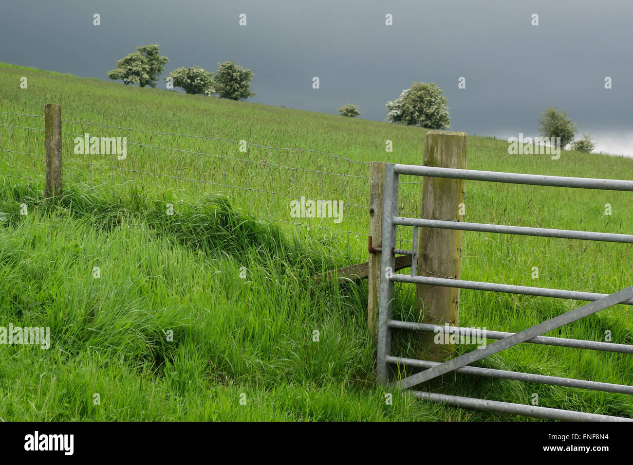 Weißdorn-Büsche, dunklen Himmel und Feld Tor, Denholm, Scottish Borders Stockfoto