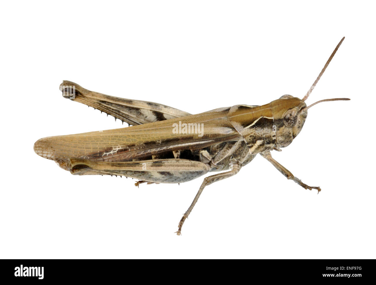Gemeinsamen Feld Grasshopper weiblich - Chorthippus brunneus Stockfoto
