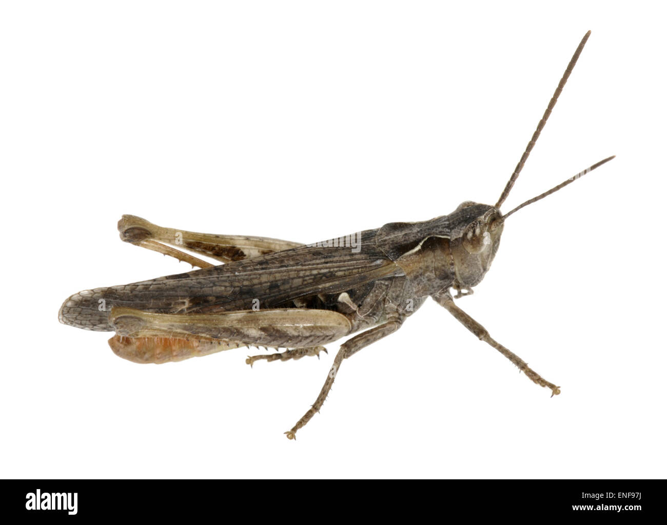 Gemeinsamen Feld Grasshopper männlich - Chorthippus brunneus Stockfoto