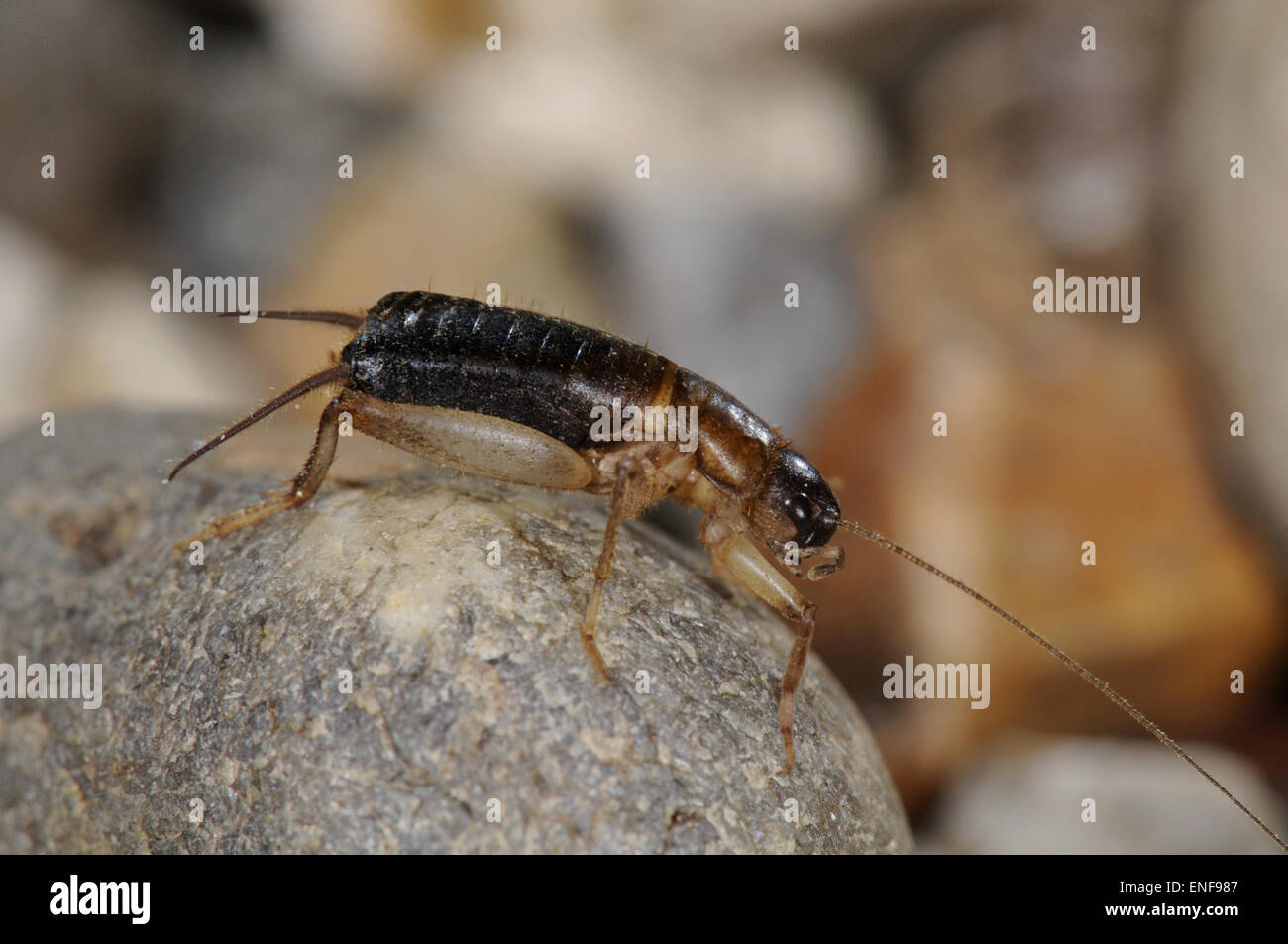 Schuppige Cricket - Pseudomogoplistes vincentae Stockfoto