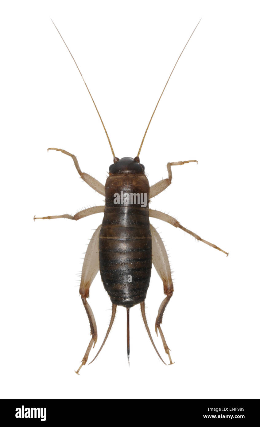 Schuppige Cricket - Pseudomogoplistes vincentae Stockfoto