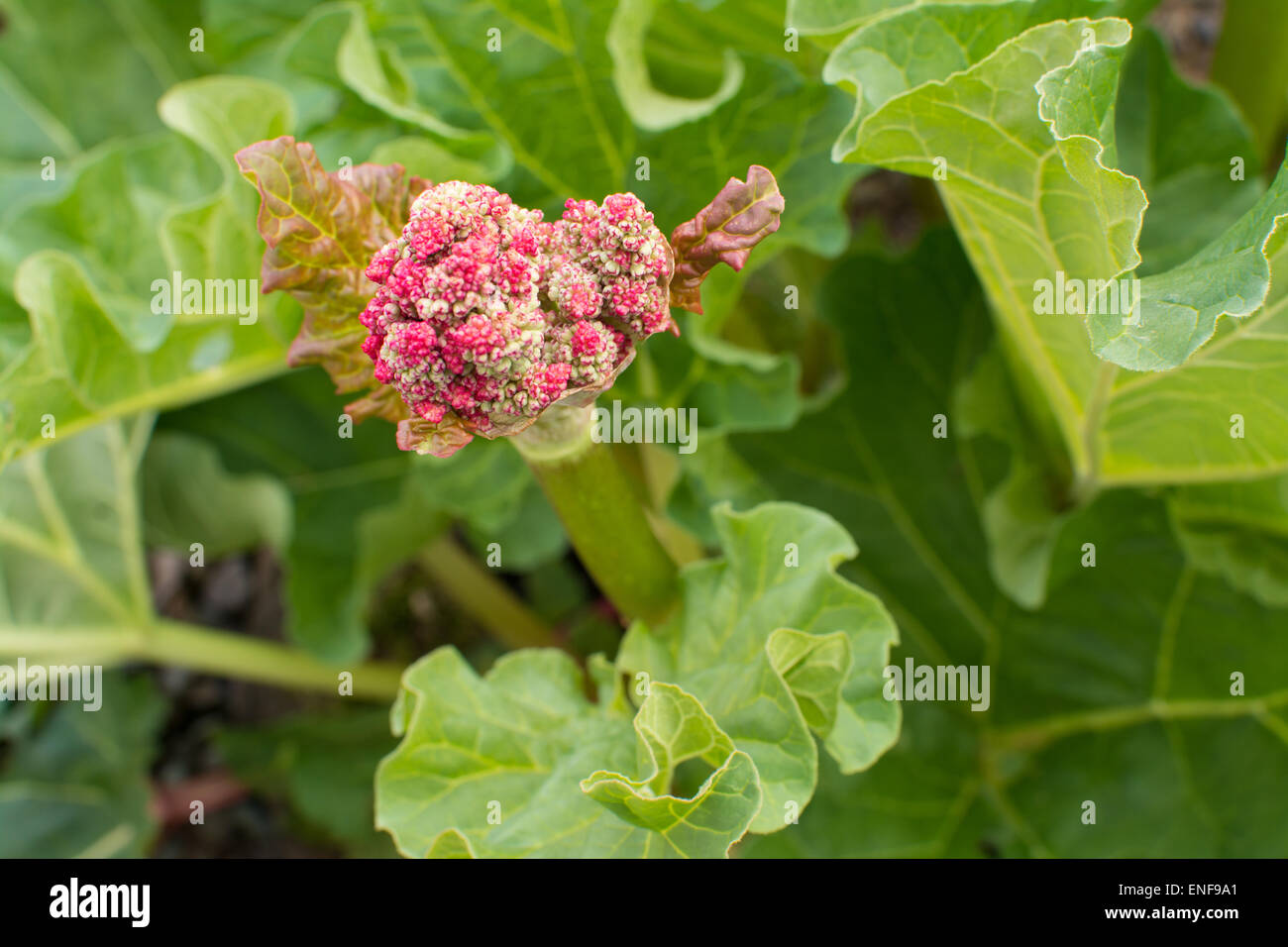 Blume auf Rhabarber (Rheum X hybridum) Pflanze, die "verschraubt hat" Stockfoto