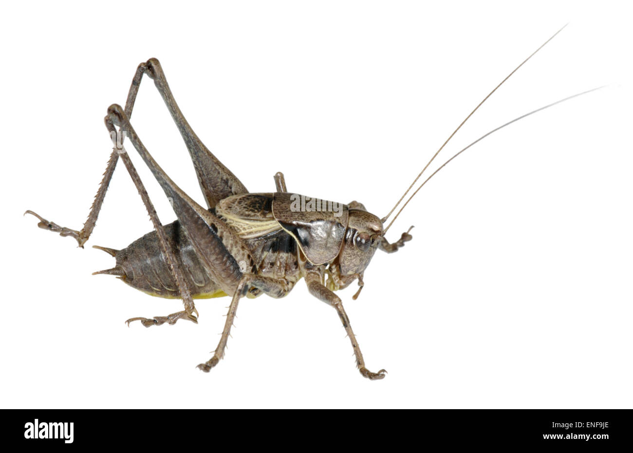 Dunkle Bush-Cricket-männlich - Pholidoptera griseoaptera Stockfoto