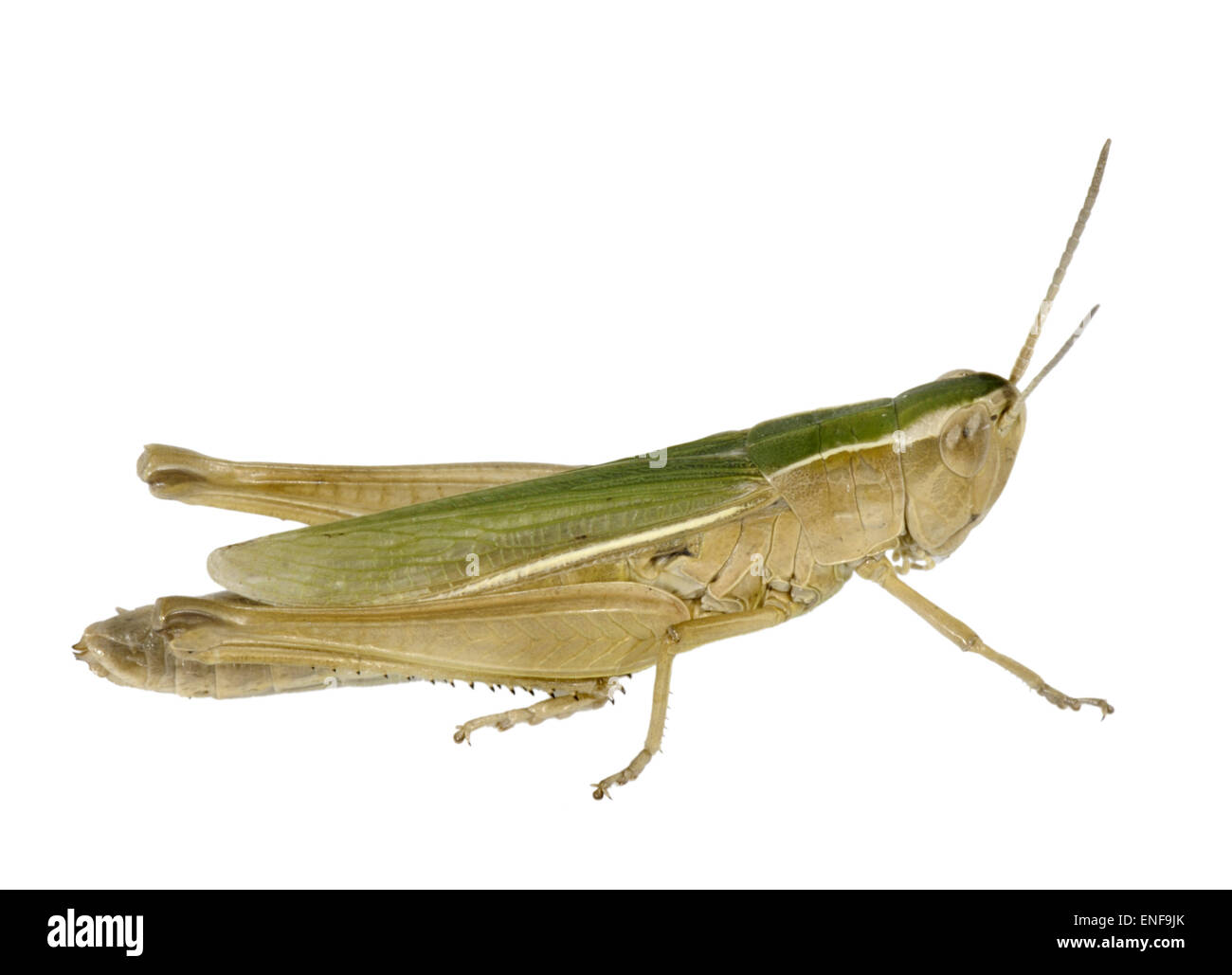 Geringerem Marsh Grasshopper weiblich - Chorthippus albomarginatus Stockfoto