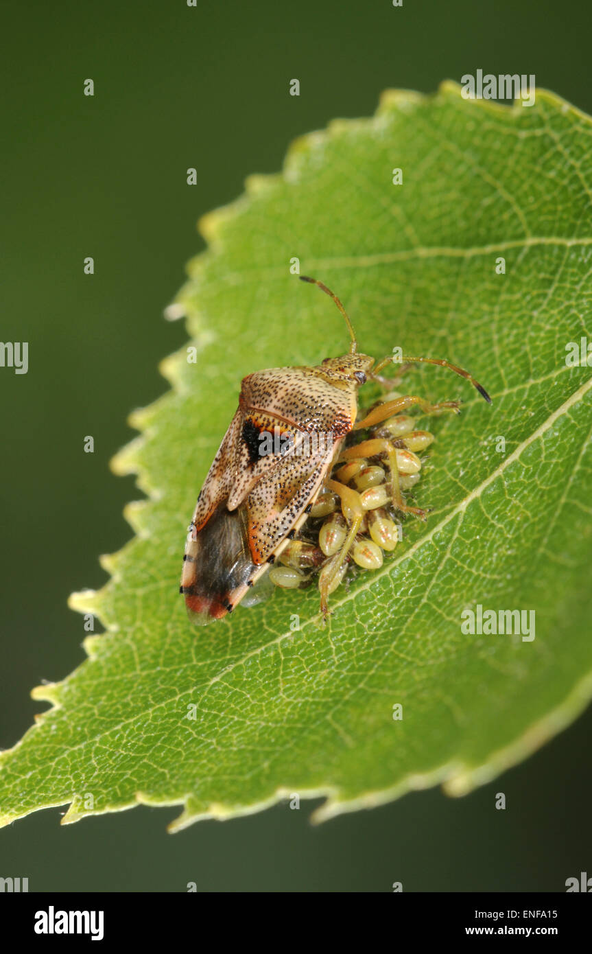 Übergeordneten Bug - Elasmucha grisea Stockfoto
