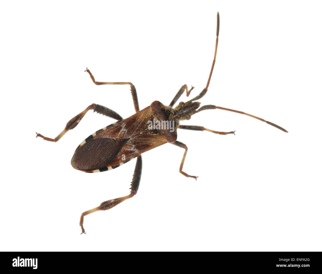 Westlichen Nadelbaum-Samen-Bug - Leptoglossus occidentalis Stockfoto