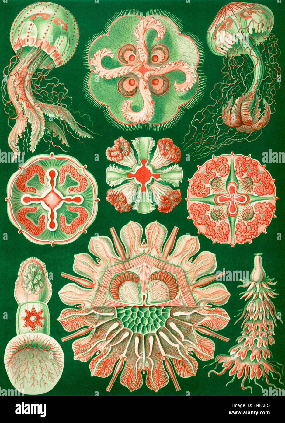 Discomedusae (Qualle), von Ernst Haeckel, 1904 - nur zur redaktionellen Verwendung. Stockfoto