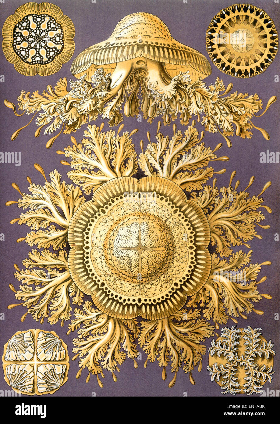 Discomedusae (Qualle), von Ernst Haeckel, 1904 - nur zur redaktionellen Verwendung. Stockfoto