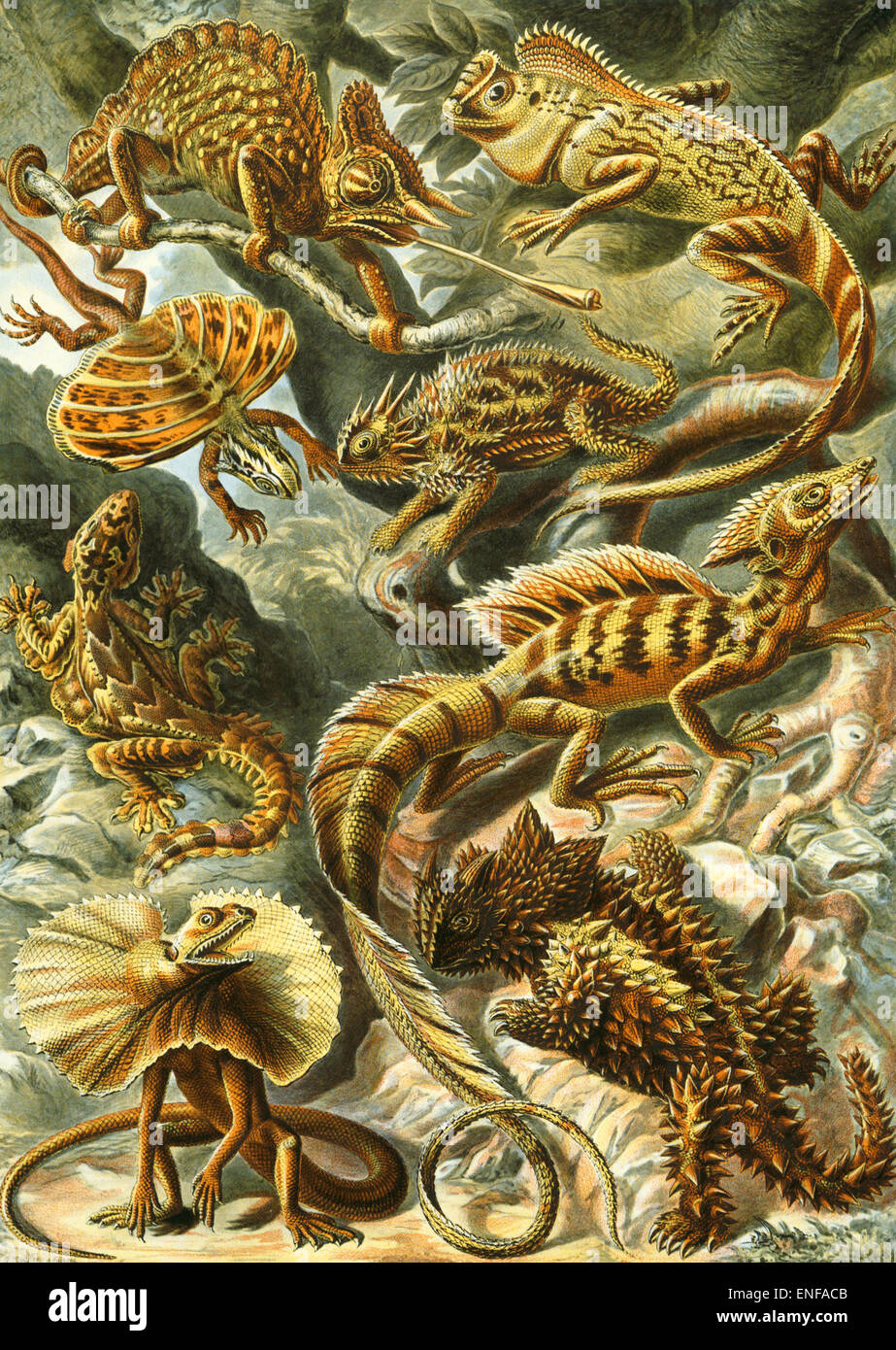 Lacertilia (Eidechsen), von Ernst Haeckel, 1904 - nur zur redaktionellen Verwendung. Stockfoto