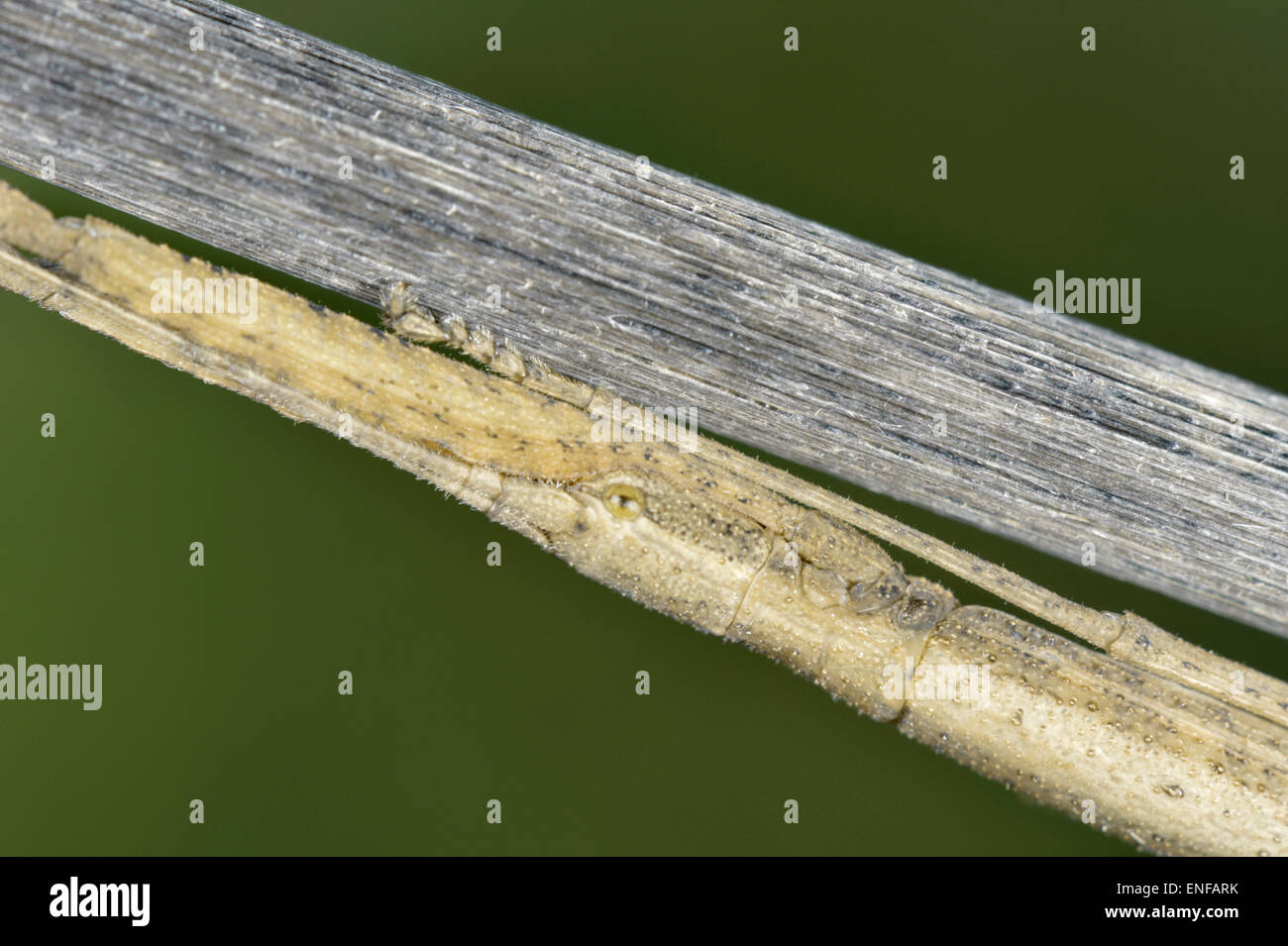 Labor Stabheuschrecke - Carausius morosus Stockfoto