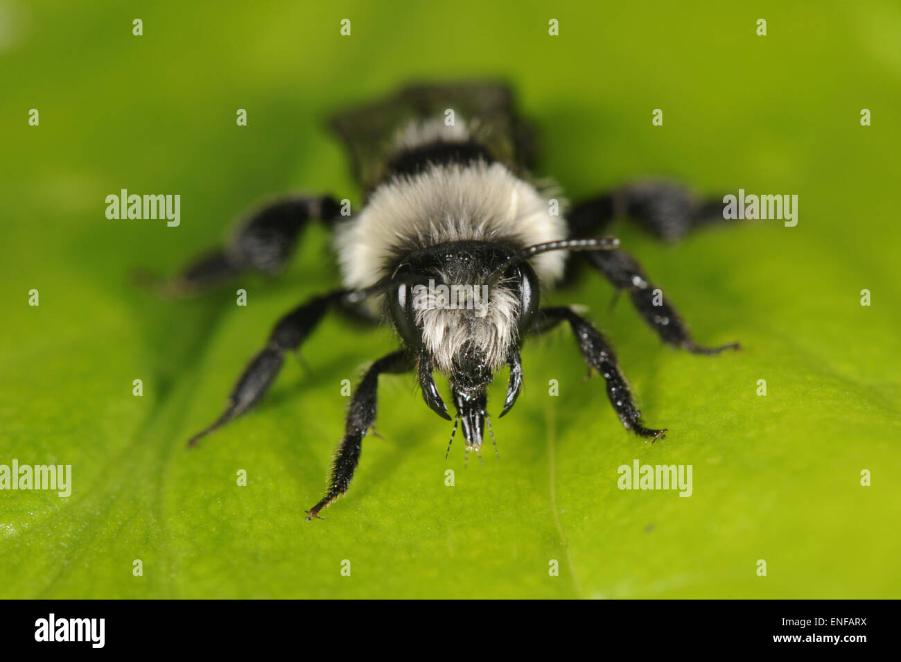 Andrena Aschenpflanze - eine Art von Bergbau-Biene Stockfoto