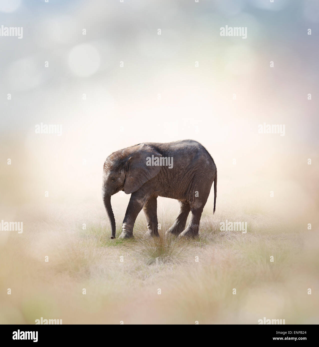Porträt von afrikanische Elefantenbaby Stockfoto