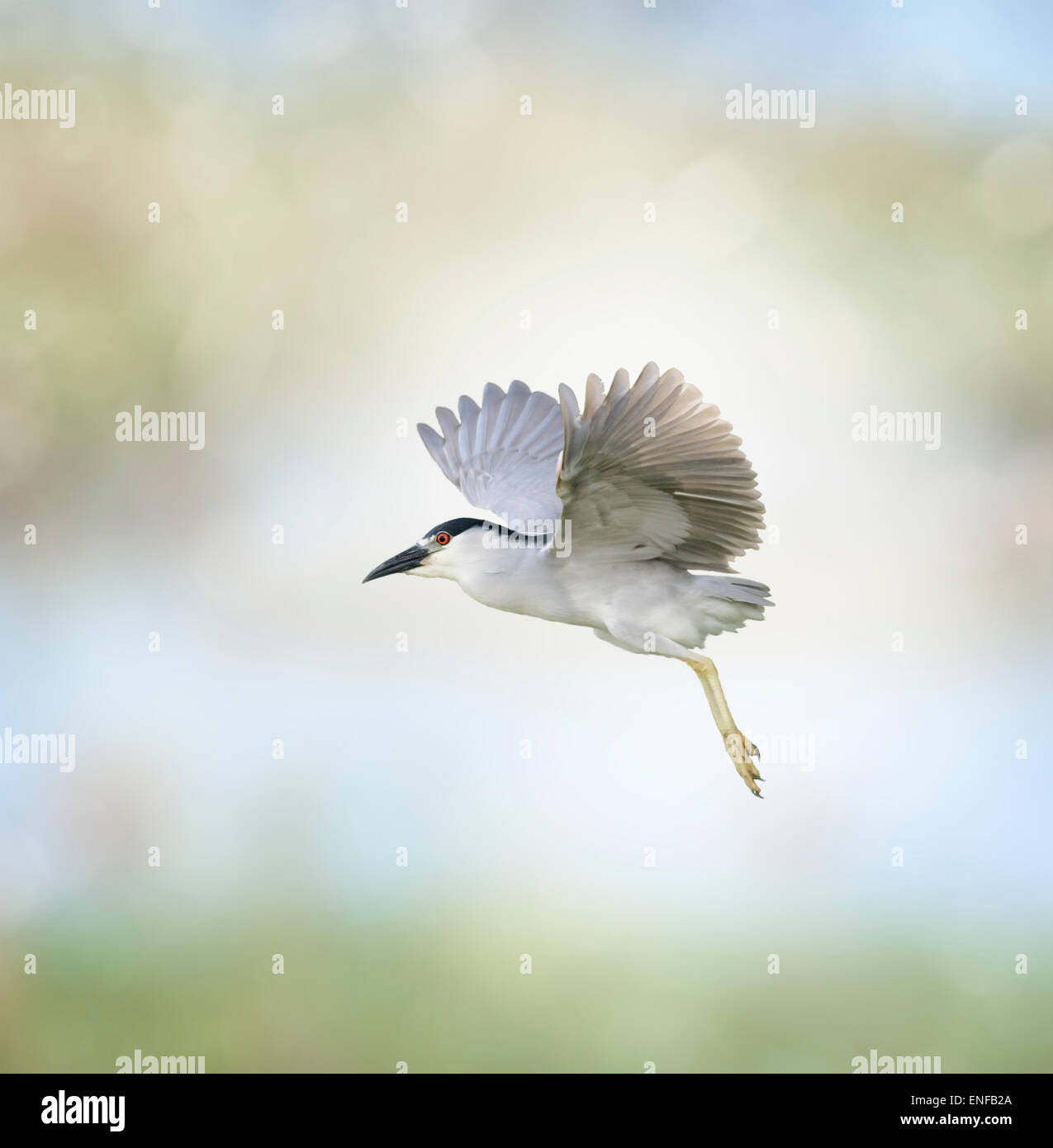Schwarz-gekrönter Nachtreiher im Flug Stockfoto