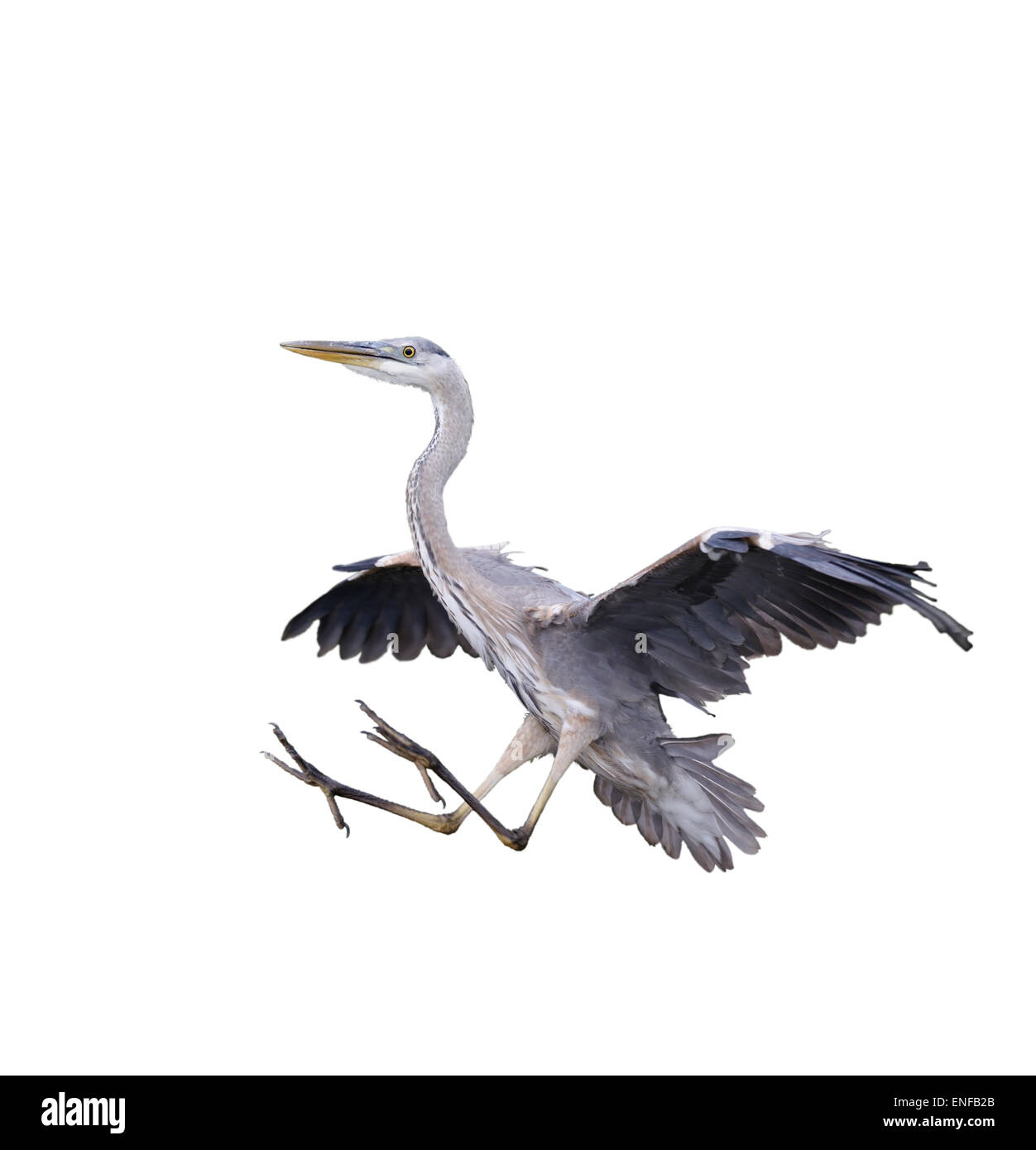 Great Blue Heron, Isolated On White Background Stockfoto