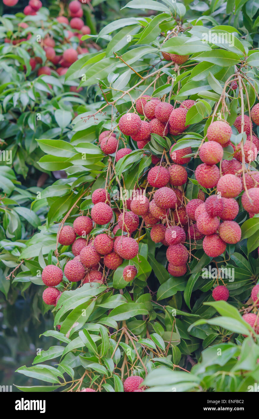 frische Lychee Baum in Litschi Obstgarten Stockfoto