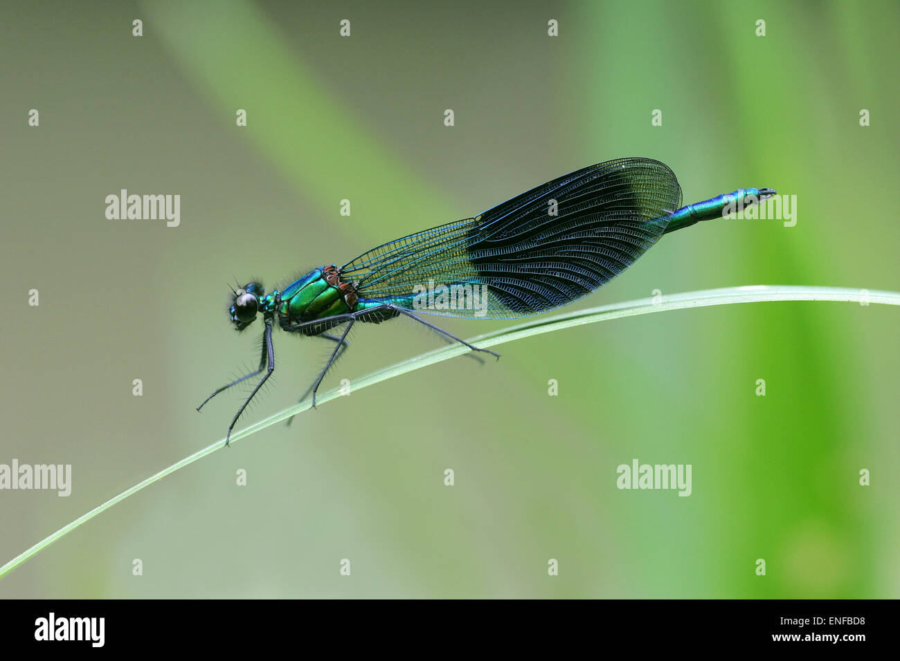 Gebänderten Prachtlibelle - Calopteryx Splendens - männlich Stockfoto