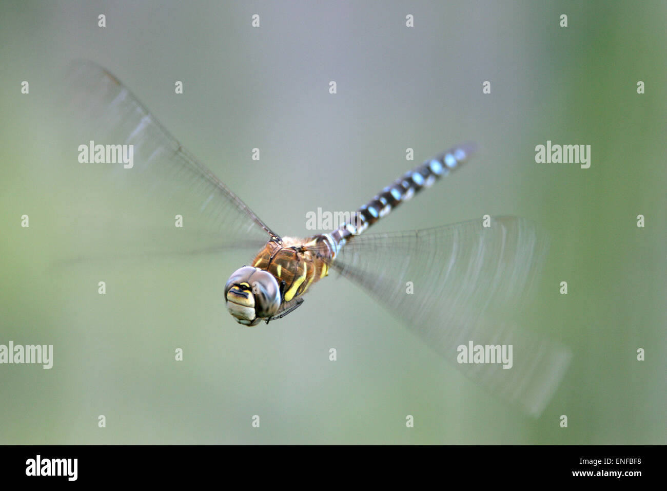 Migrationshintergrund Hawker - Aeshna mixta Stockfoto