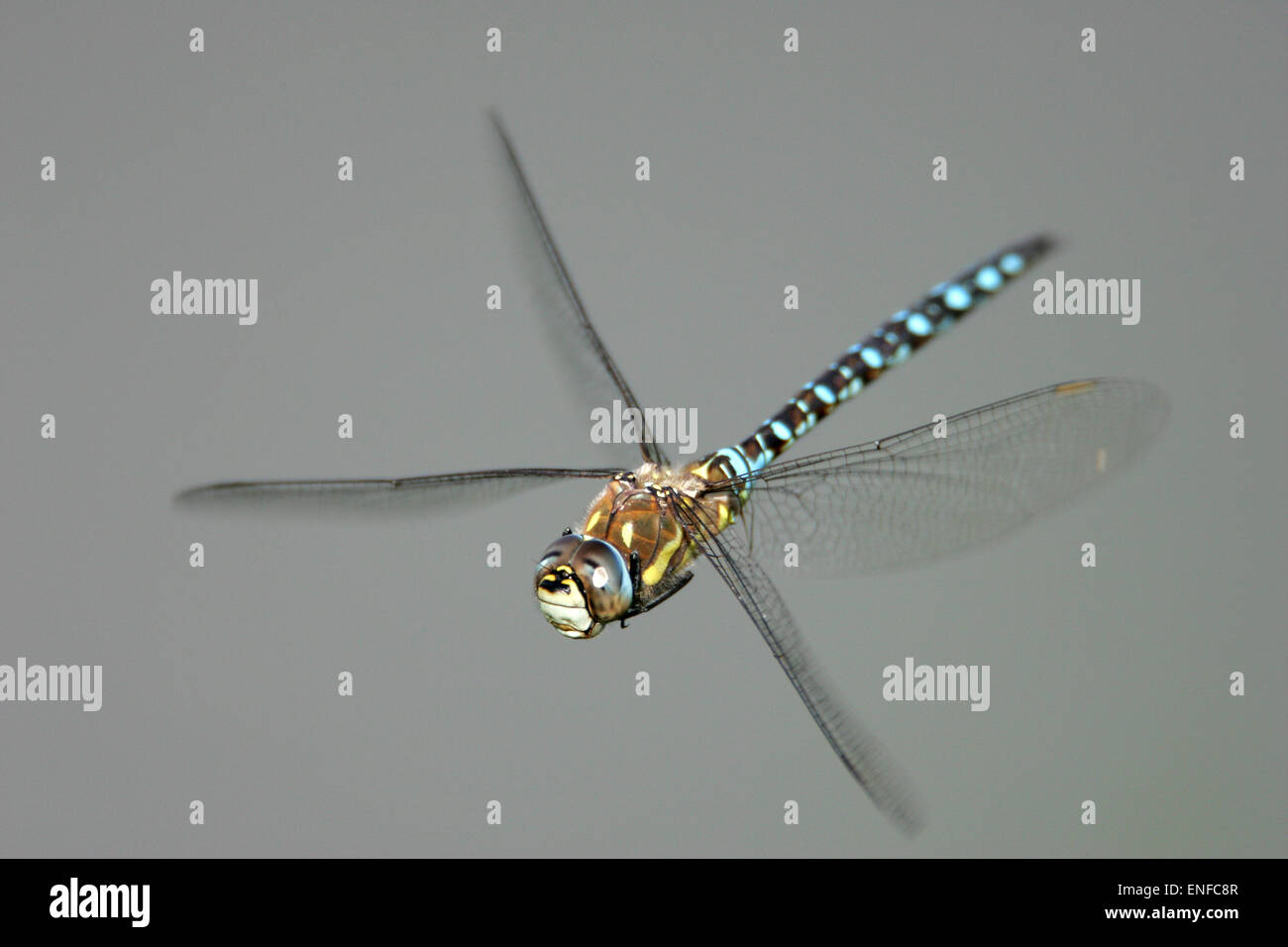 Migrationshintergrund Hawker - Aeshna mixta Stockfoto