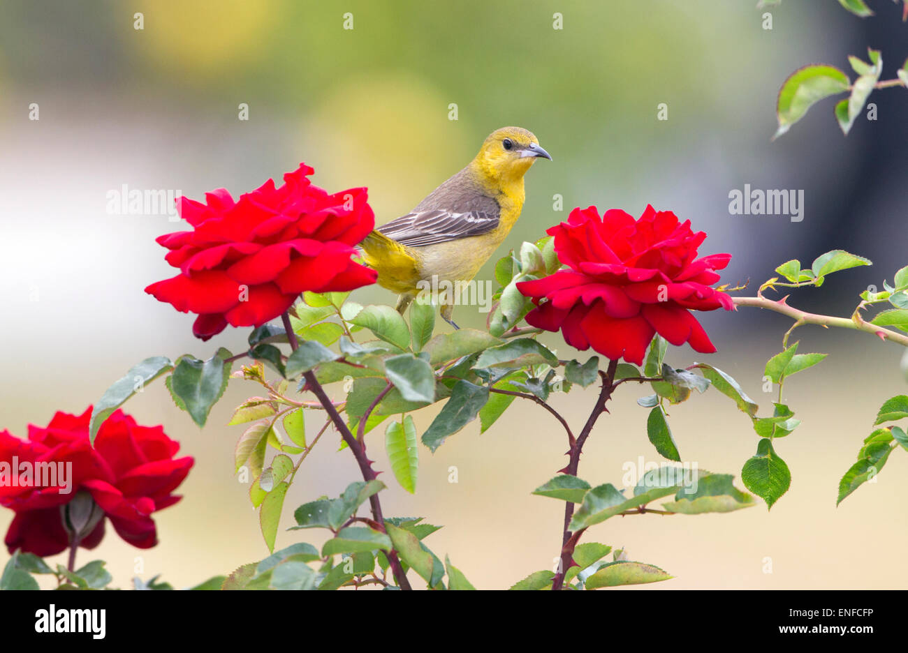 Oriole Weibchen mit Kapuze auf rotem Rosenstrauch Stockfoto