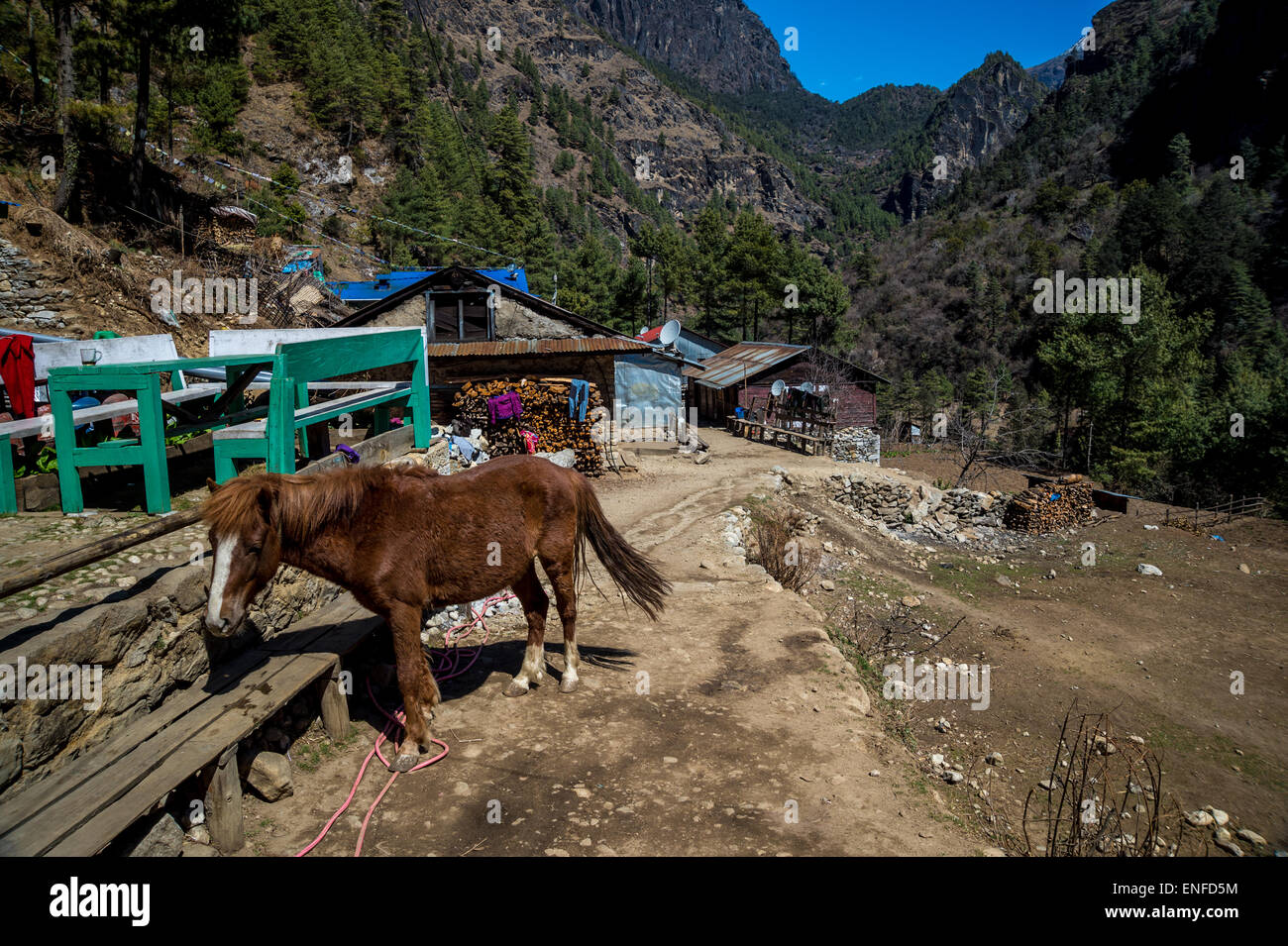 Pferd in einem Dorf auf dem Weg zum Everest Base Camp, Nepal Stockfoto