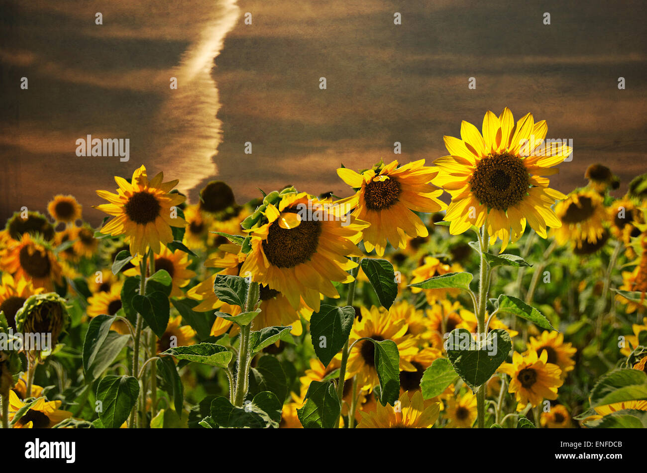 Sonnenblumenfeld mit Sonnenuntergang Hintergrund mit strukturierten Overlay. Stockfoto