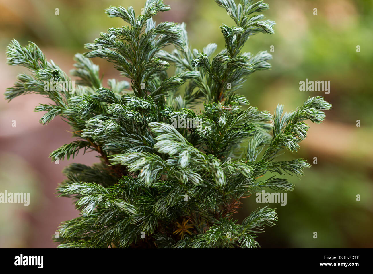 Moos-Zypresse (Chamaecyparis Pisifera - "Boulevard" Sawara Cypress) blau Anlagenbaum auf natürlichen Hintergrund Stockfoto