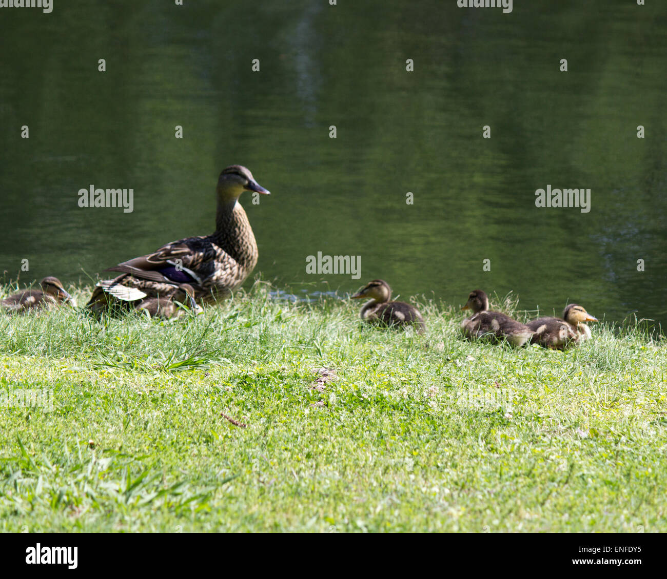 Mutter Ente und ihre Küken Stockfoto