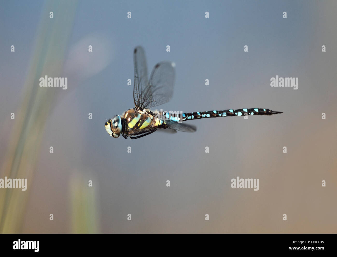 Migrationshintergrund Hawker Dragonfly - Aeshna mixta Stockfoto