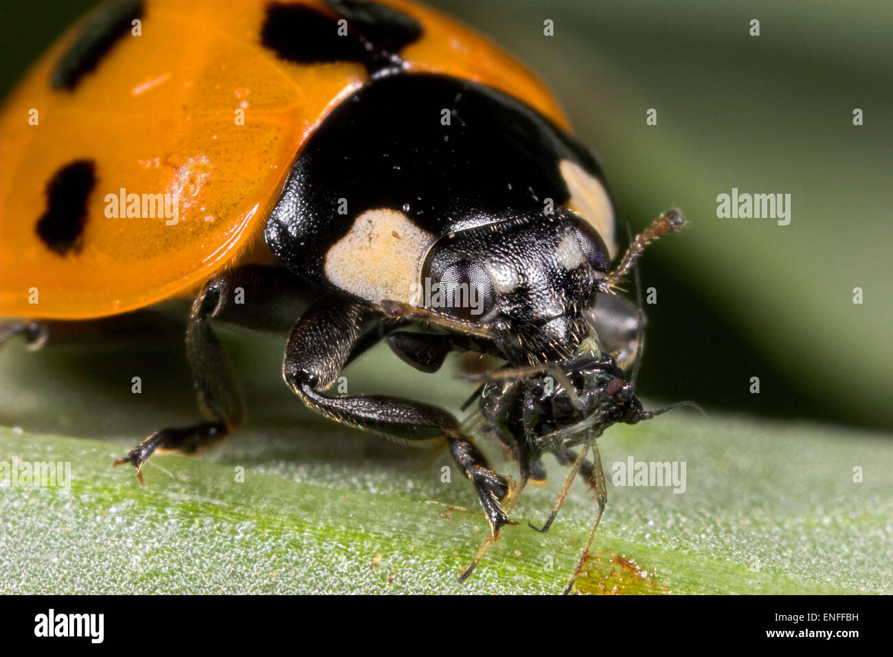 7 Spot Ladybird - Coccinella 7-Trommler - Blattlaus zu essen. Stockfoto