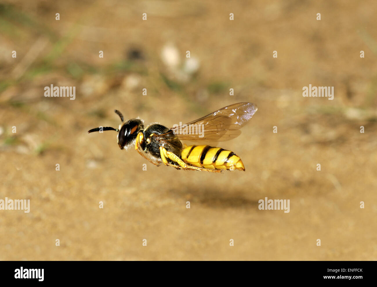 Biene-Wolf-Wespe - Philanthus Triangulum im Flug. Stockfoto