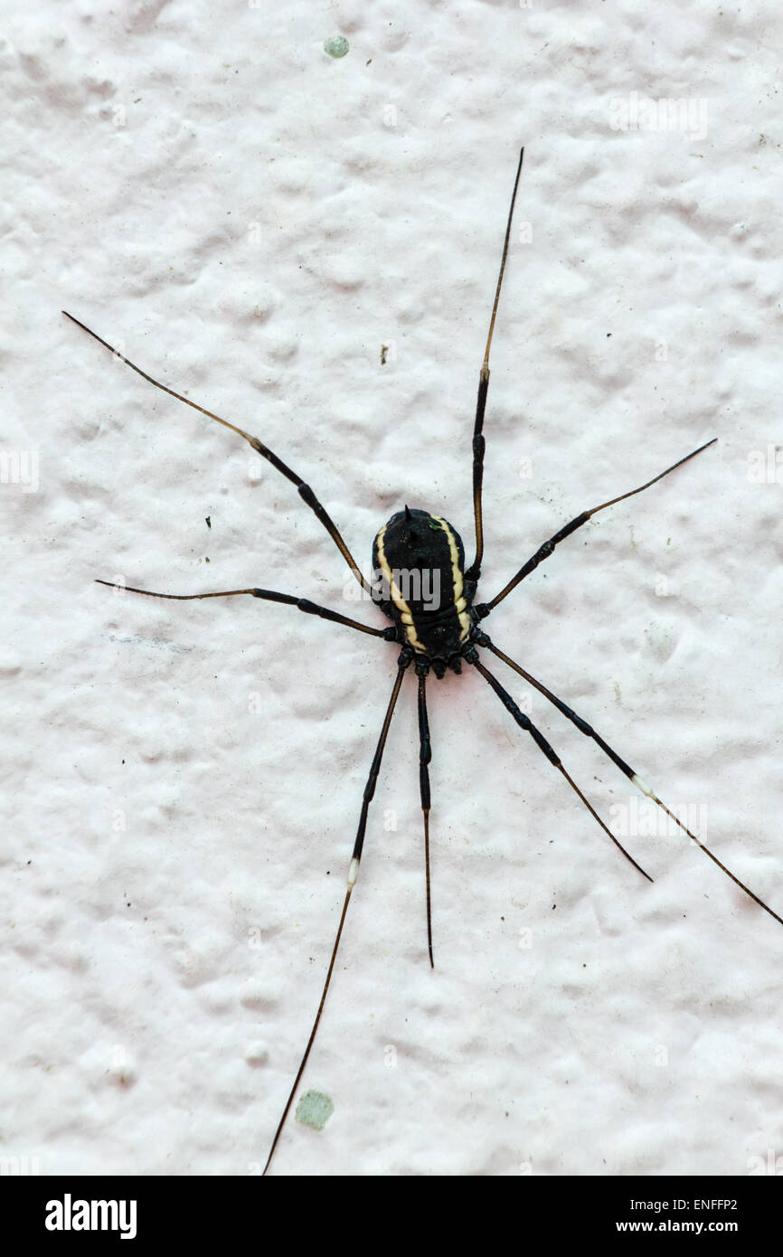 Nahaufnahme von eine große schwarze Spinne auf einer weißen Wand Stockfoto