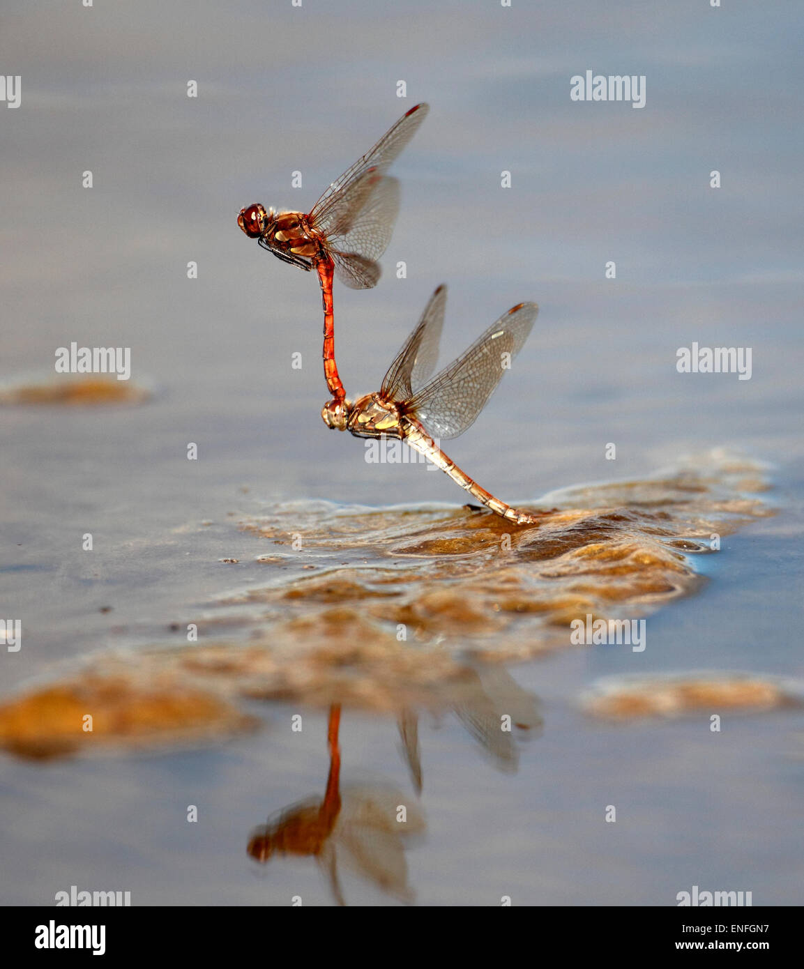 Gemeinsamen Darter Libellen Sympetrum Striolatum - Eiablage. Stockfoto