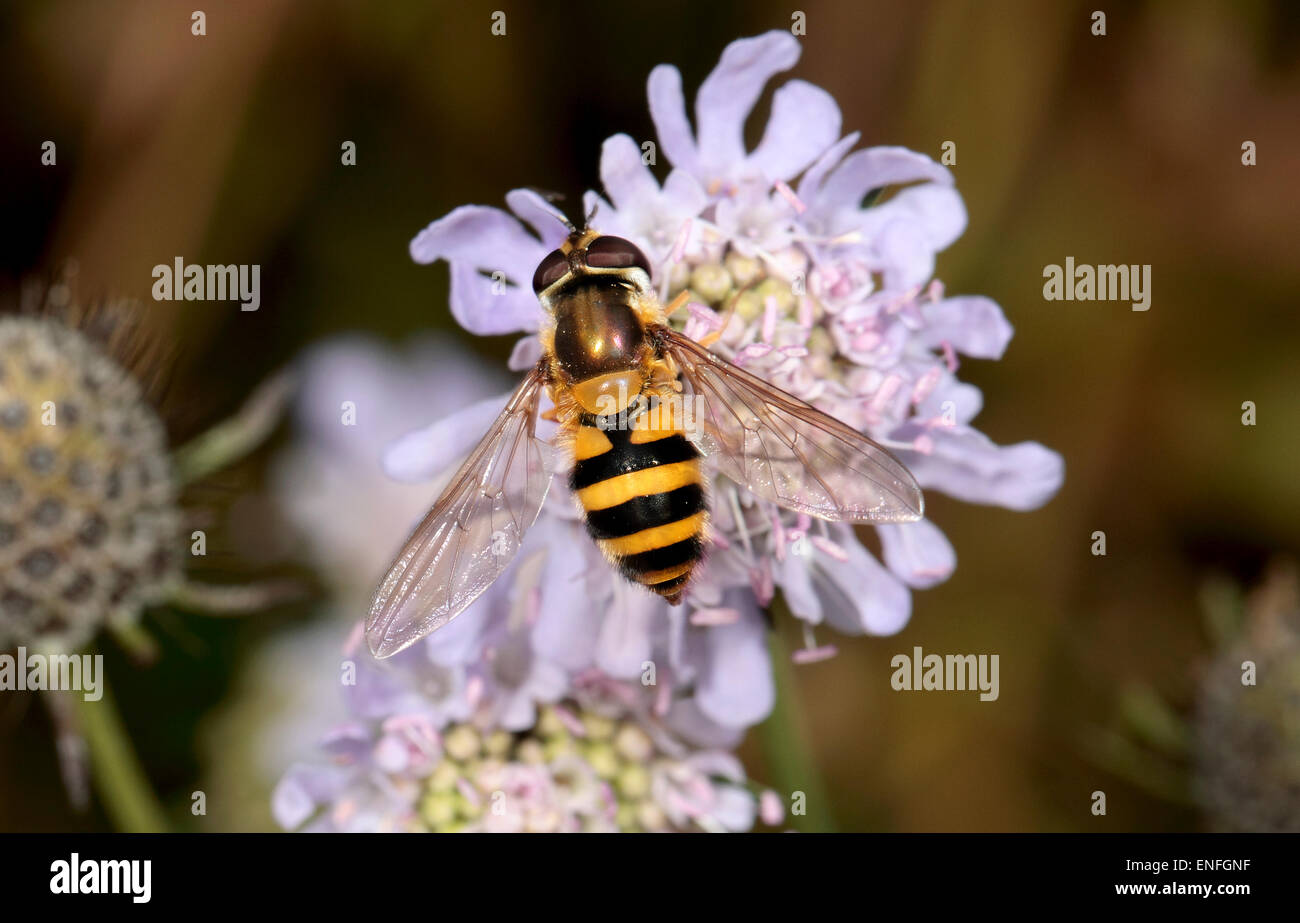 Hoverfly - Epistrophe Grossulariae - weiblich Stockfoto