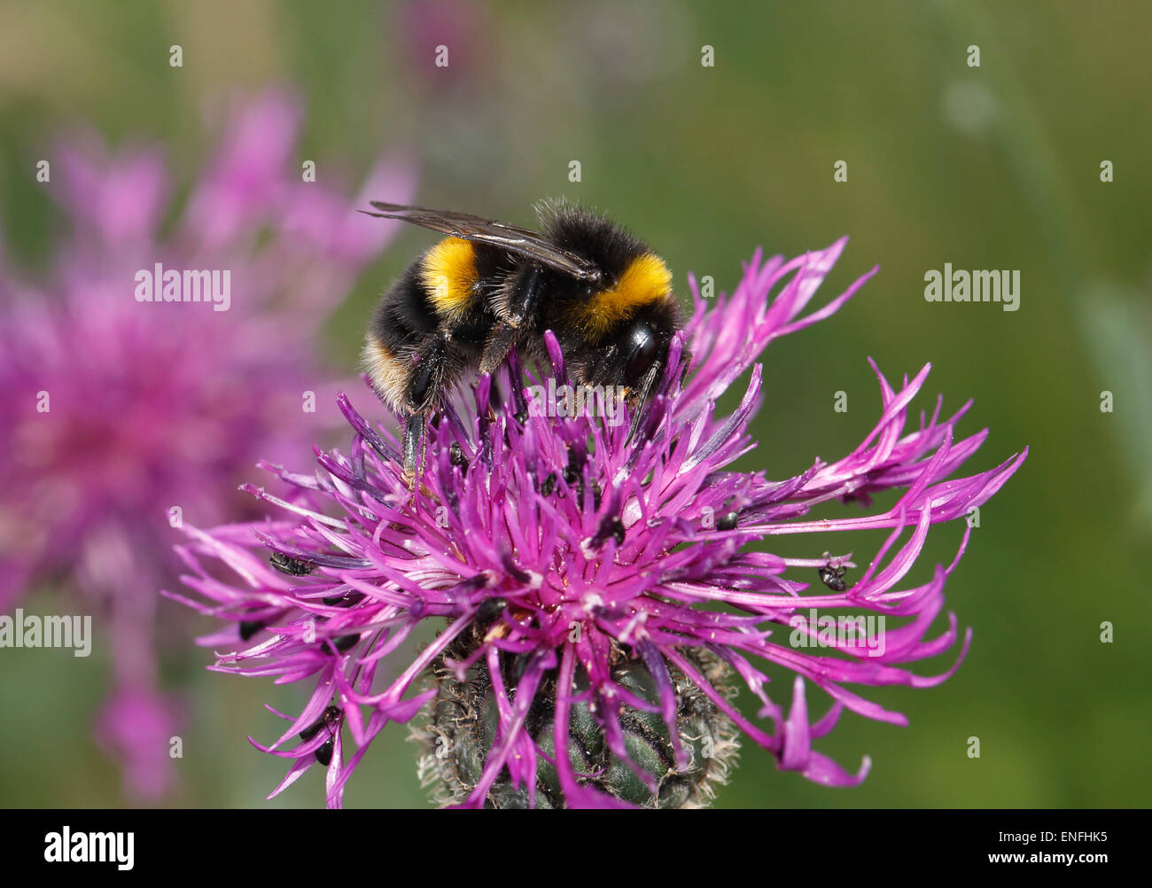 Kuckuck Bumblebee - Bombus sylvestris Stockfoto