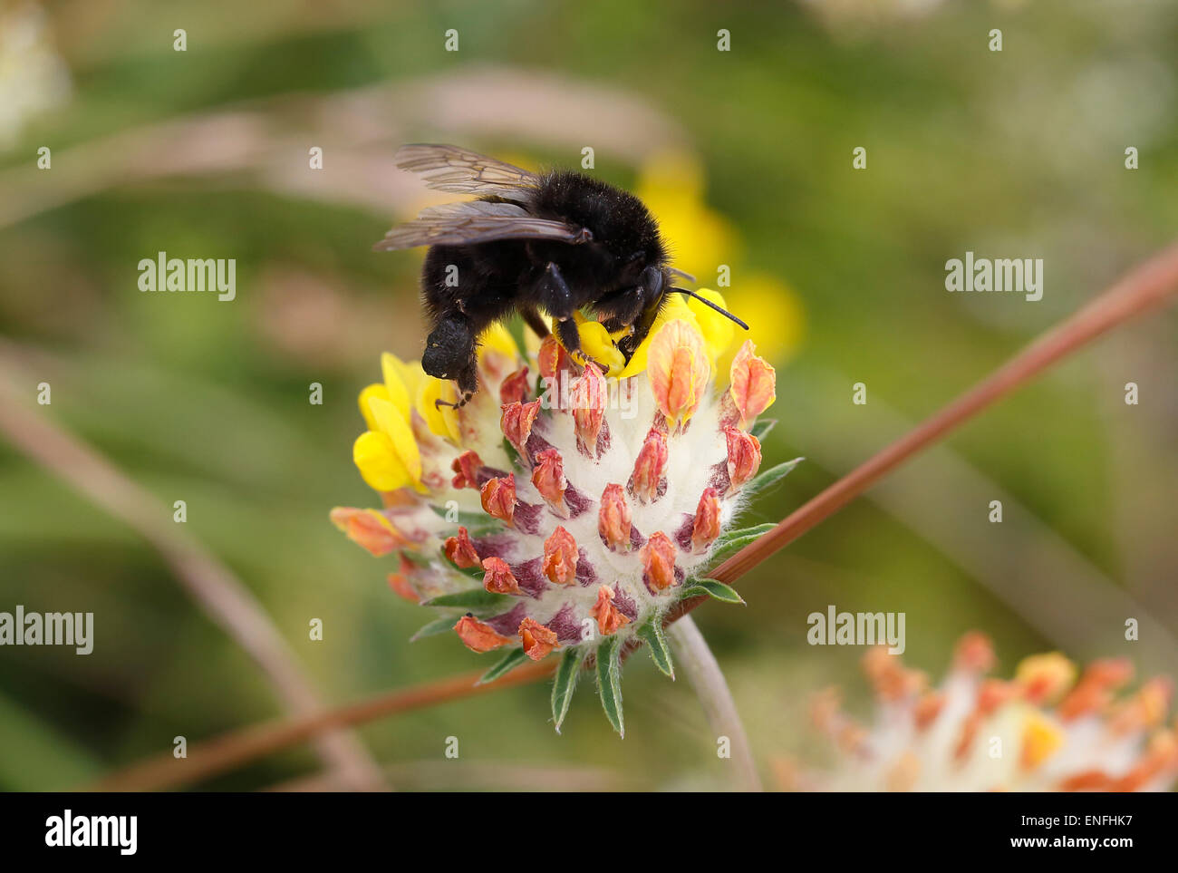 Große Garten Bumblebee - Bombus Ruderatus - schwarze Form. Stockfoto