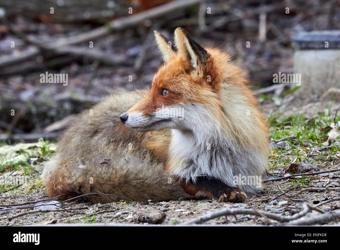 Roter Fuchs Füchsin, Vulpes Vulpes, Finnland Stockfoto