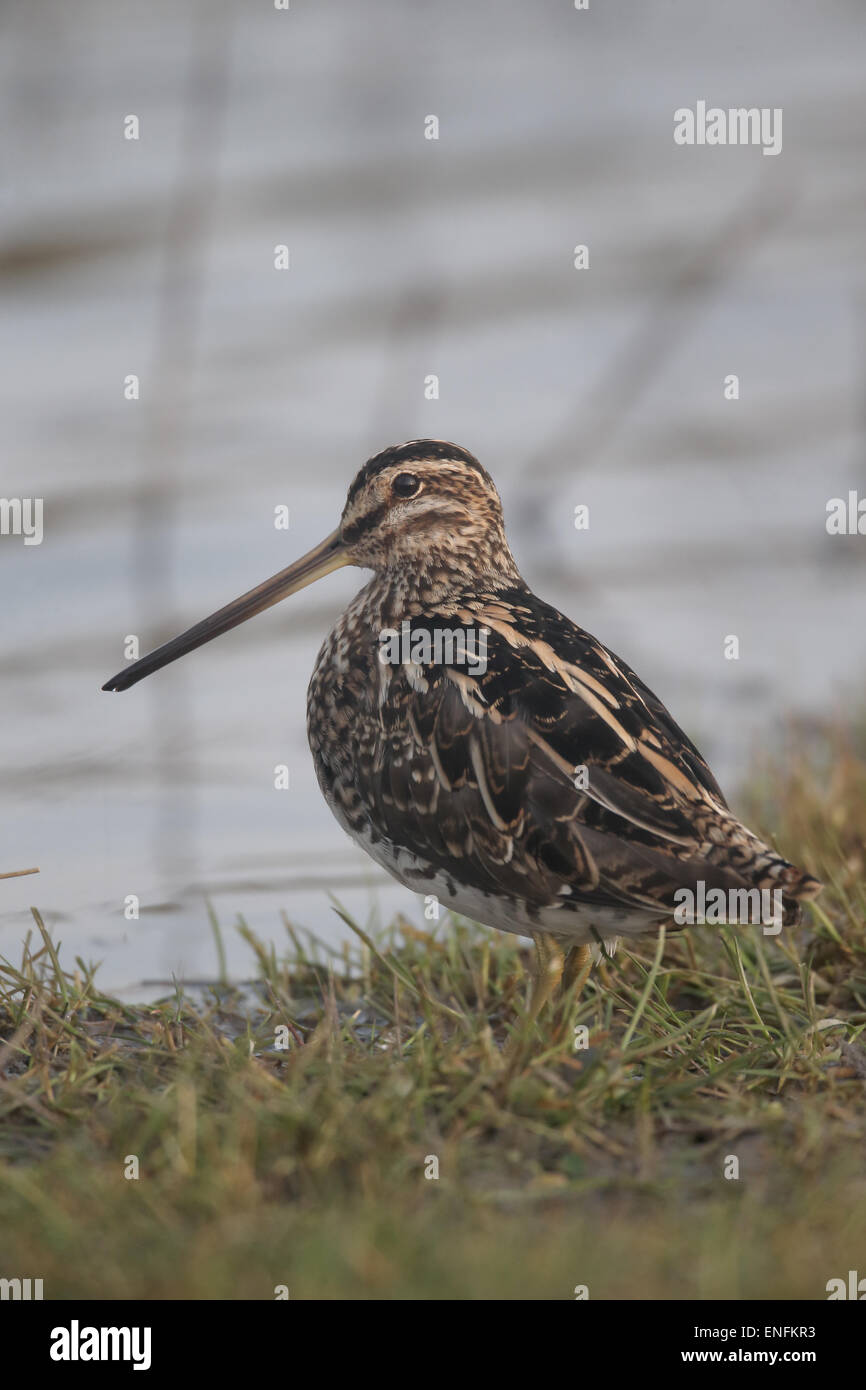 Bekassine Gallinago Gallinago, einzelne Vogel durch Wasser, Warwickshire, März 2015 Stockfoto