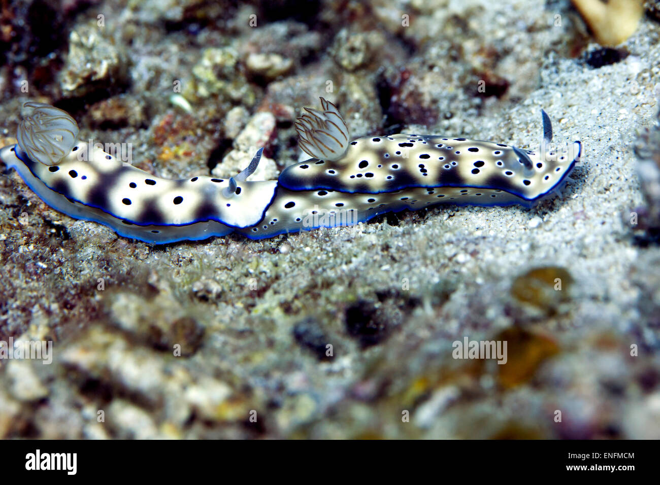 Leopard Nacktschnecke (Risbecia Tryoni), Bali, Indonesien Stockfoto