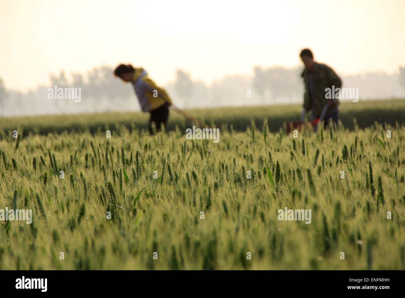 Anyang, China Henan Provinz. 5. Mai 2015. Bauern arbeiten in einem Wheatland in Anyang City, Zentral-China Henan Provinz, 5. Mai 2015. Als Beginn des Sommers (der 7. solar Begriff auf chinesischen Mondkalender) nähert, wächst Weizen in der ostchinesischen Provinz Shandong und Zentral-China Henan Provinz in die Flutungszeitraum. © Liu Xiaokun/Xinhua/Alamy Live-Nachrichten Stockfoto