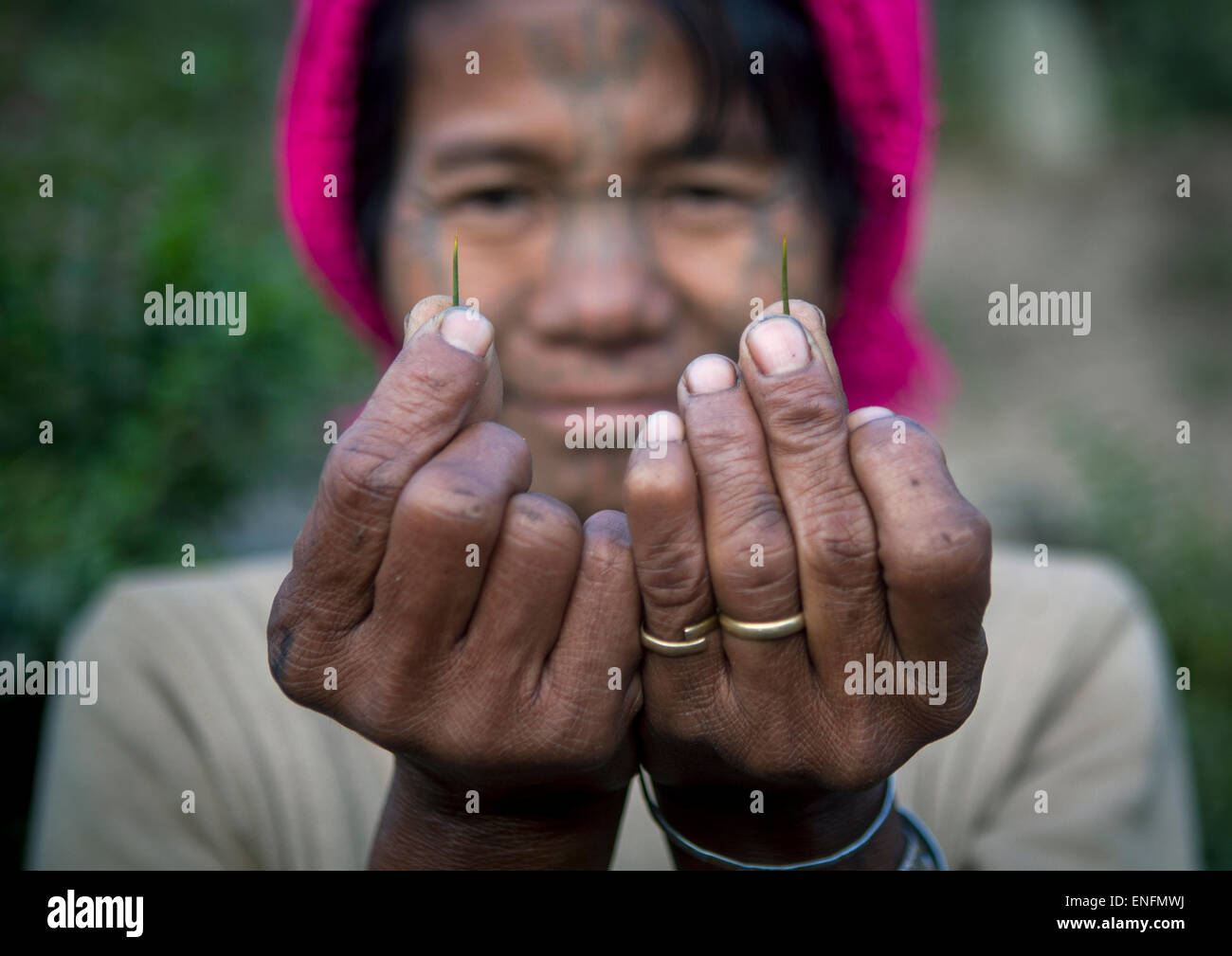 Muun Stamm Frau, die Stacheln, die sie verwendet, um Tätowierungen, Mindat, Myanmar Stockfoto
