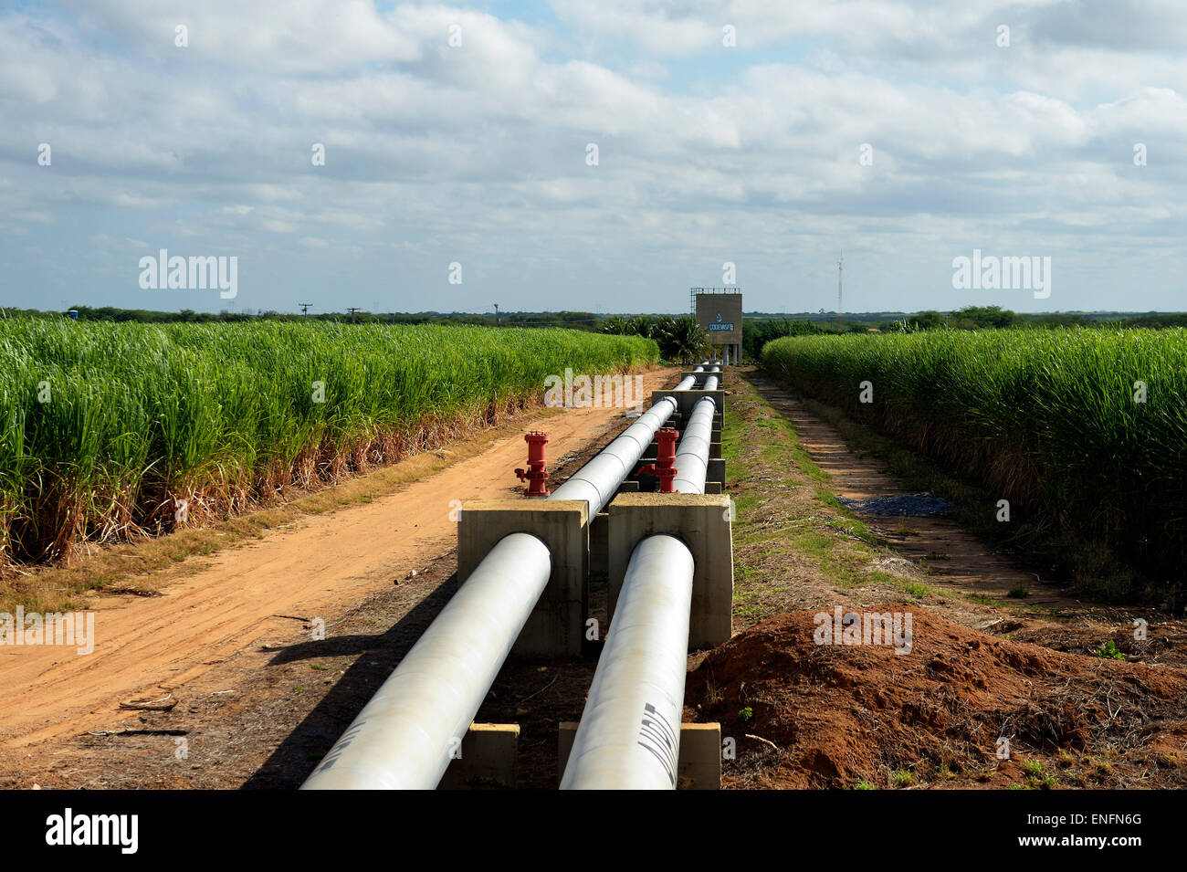 Bewässerten Zuckerrohr-Plantage in der Nähe von Juazeiro, Bahia, Brasilien Stockfoto